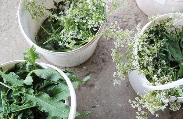 SOMMERKURSUS - PLANTEFARVNING